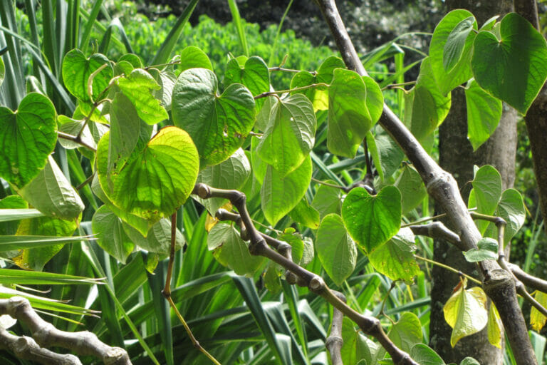 Piper Methysticum Leaves